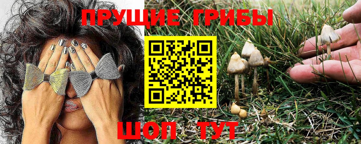 Галлюциногенные грибы Psilocybe Октябрьский